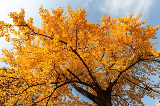 吉安秋色段位榜4条神仙路线，从入门到王者，收藏这篇就够了