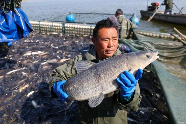 为啥山东盛产“巨人级”物产？看气候、科技与文化联动