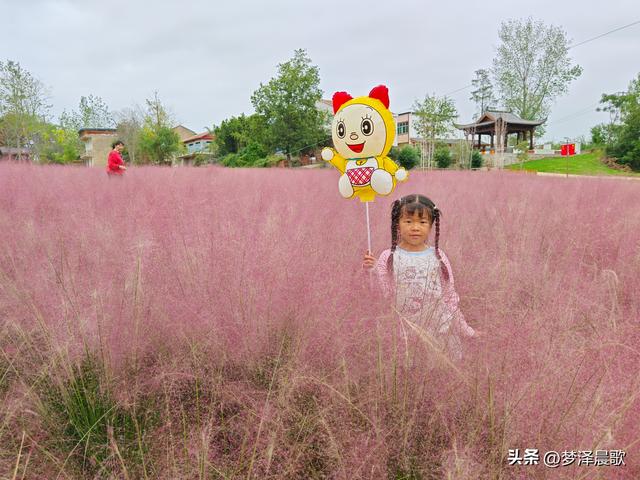 湖北：国庆节网红打卡地 云梦花开十月紫黛草韵染秋色