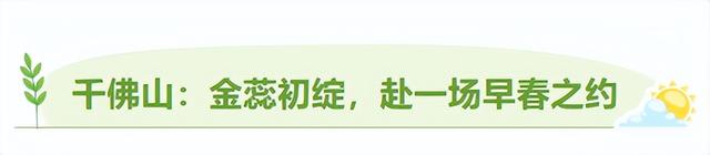 济南的春天，从一抹金黄开始！
