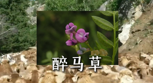 千年沙地今何在？毛乌素，中国第一个即将消失的沙地