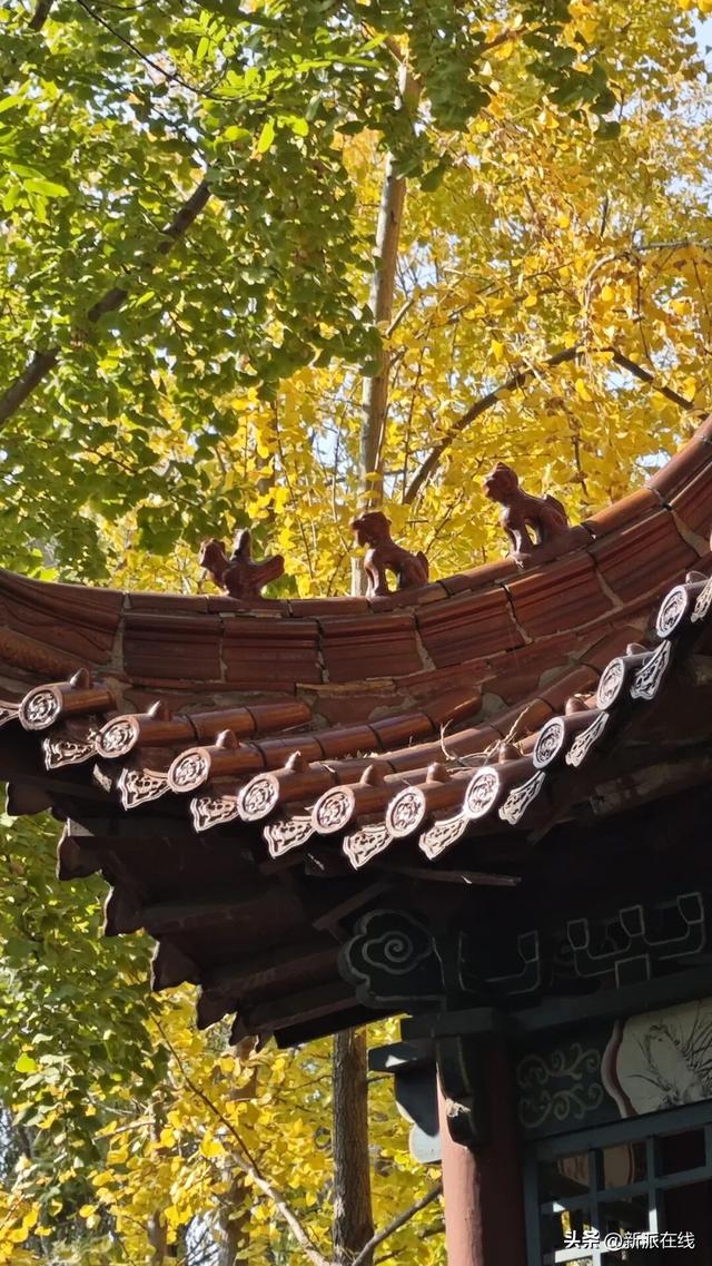 立冬已至，潍坊的秋意仍浓，这里的风景绝美