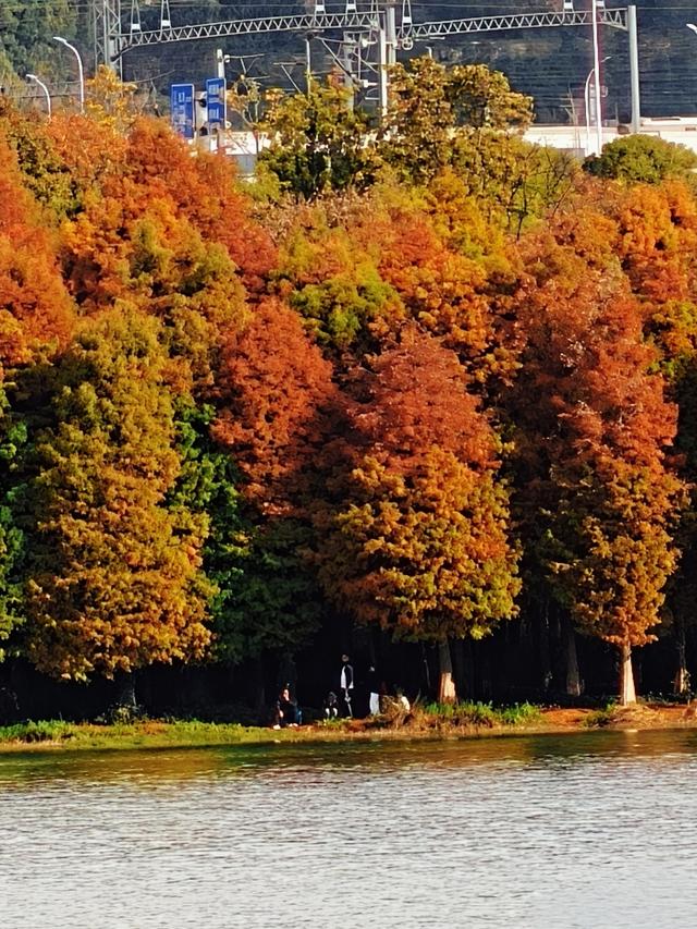 昆明白龙潭公园水杉红了，S湾新网红打卡点
