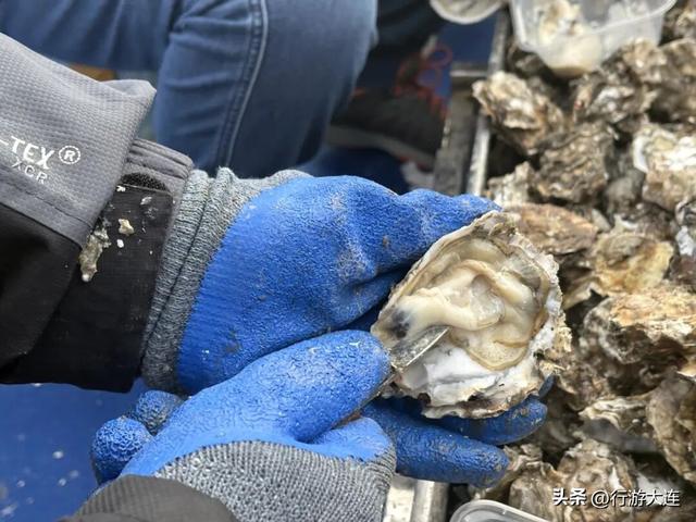 “蛎”享冬日，梭鱼湾冬日鲜味狂欢季启幕！