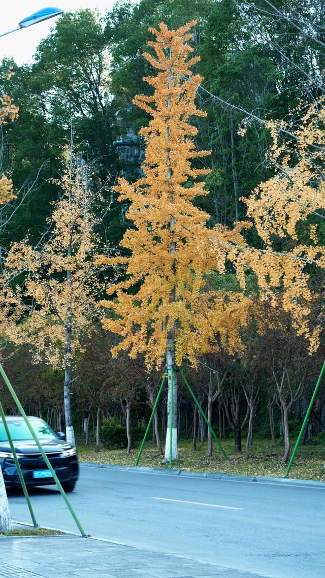 来达州宣汉，赴一场“黄金”盛宴