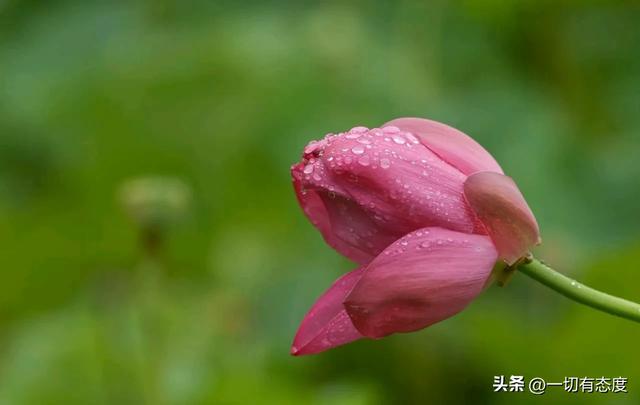 末伏雨荷藏东夷文化密码!从花苞到盛放,解码万物写给人间的情书