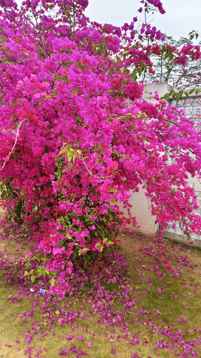 初三走进南宁青秀山赏花