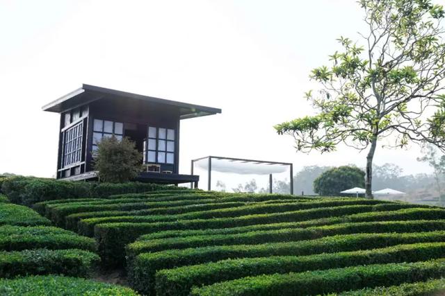 惠聚美好丨一片叶子,带火了博罗这个镇