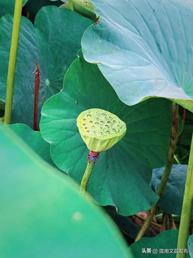 文县碧峰沟荷花如约而至，快来邂逅“接天莲叶无穷碧”的美景