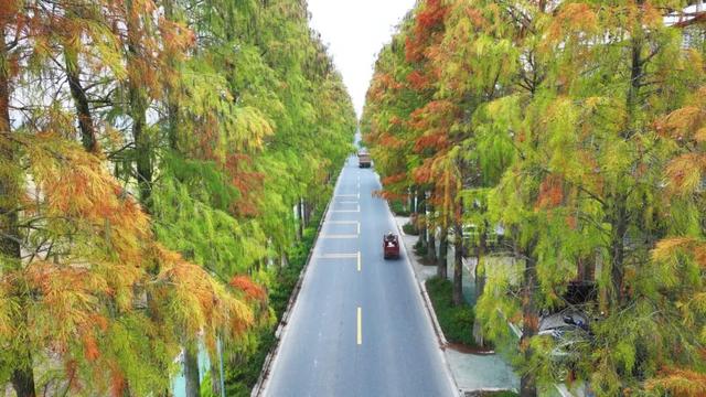 收好始兴这条线路，一天玩转艺术、古村与落羽杉，追一场岭南最绚烂的秋！