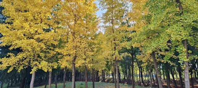 寻美薛城丨金色之约！森林公园银杏黄了！