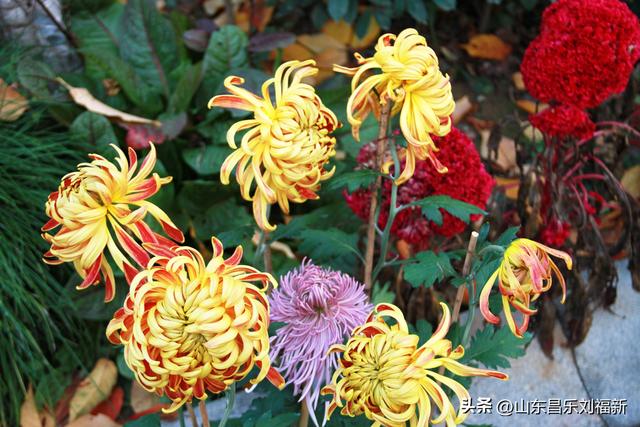 携老伴虹桥花园赏菊（上）