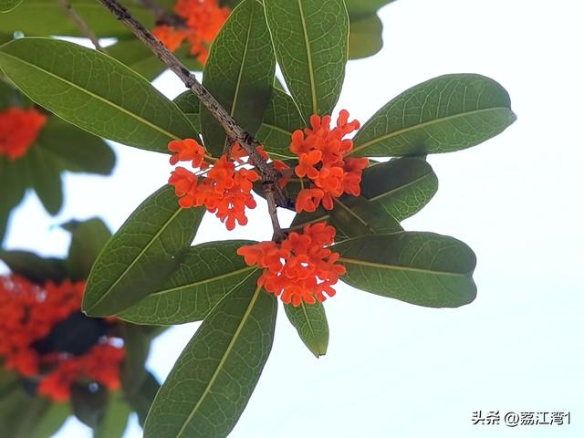 桂香漫城：桂林的秋日私语