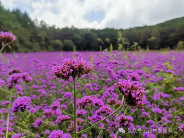 通化龙湾花海进入高光时刻,快来入仙境吧!