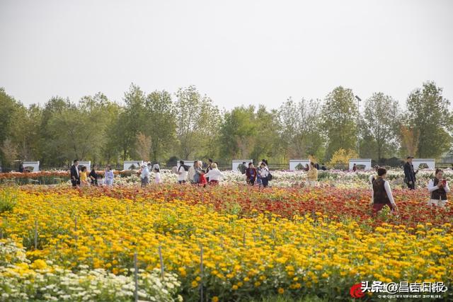 秋菊绽花海 游人醉金秋