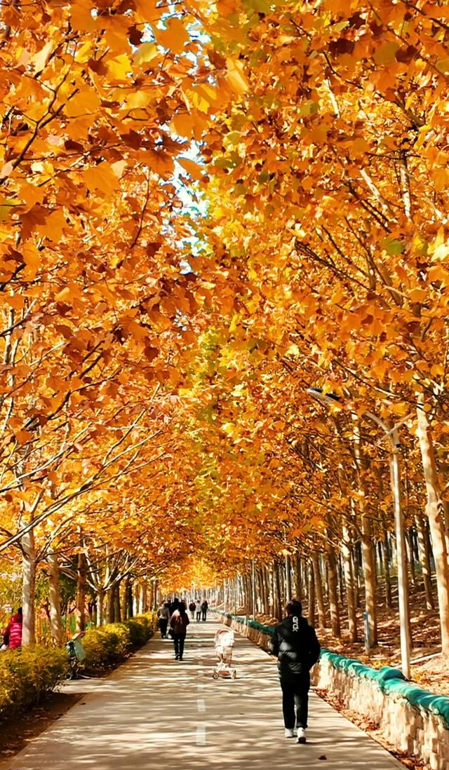 18公里步道免费开放！北京西五环边这个公园迎来最佳观赏期