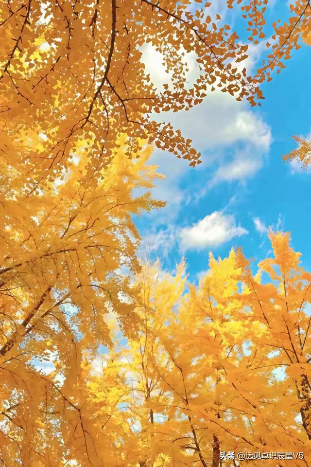 北京的银杏真的杀疯了！超美银杏瀑布	，惊呆了整个秋天！