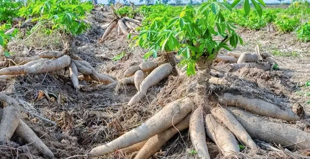 木薯你吃对了吗？为什么说食用木薯一定要掌握正确方法？