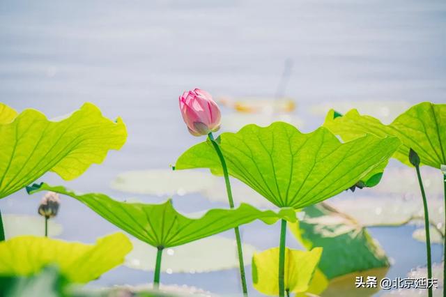 延庆：“好 运 莲 莲”~~