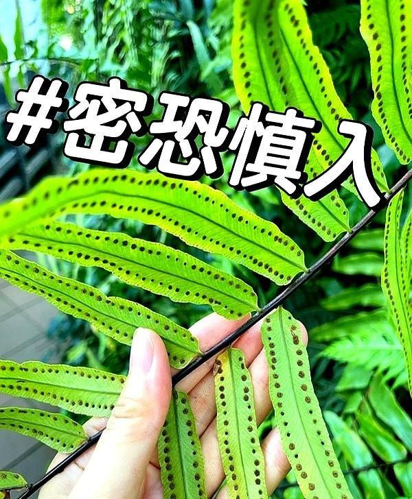 “阴花不能进阳宅”。家里若有这5种花，请赶紧“搬出去”！
