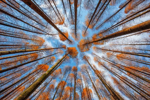 拿好不谢！重庆红叶季最全保姆级攻略，照着拍就对了！