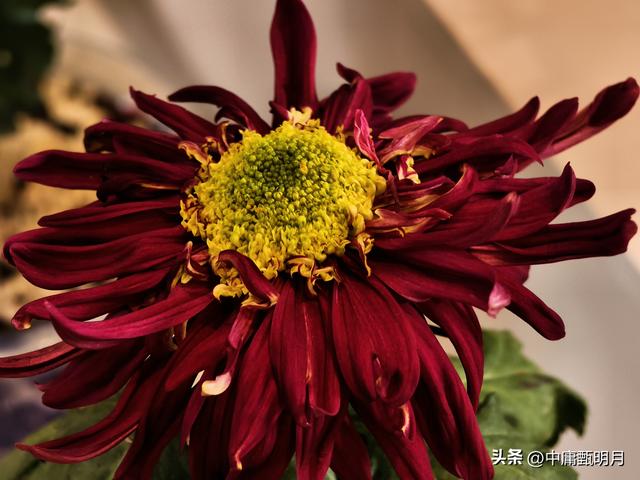你看见过多少种菊花？