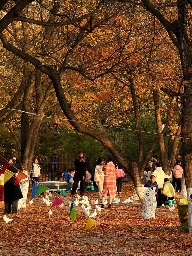 潍坊美景“告急”！这些地方错过等一年！