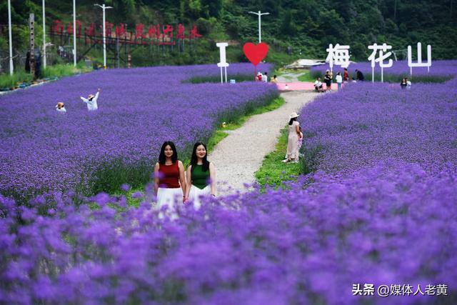 六盘水梅花山雪道变“紫色花海”避暑纳凉添新景