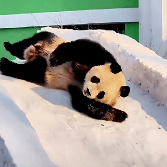 赴龙江，见萌兽