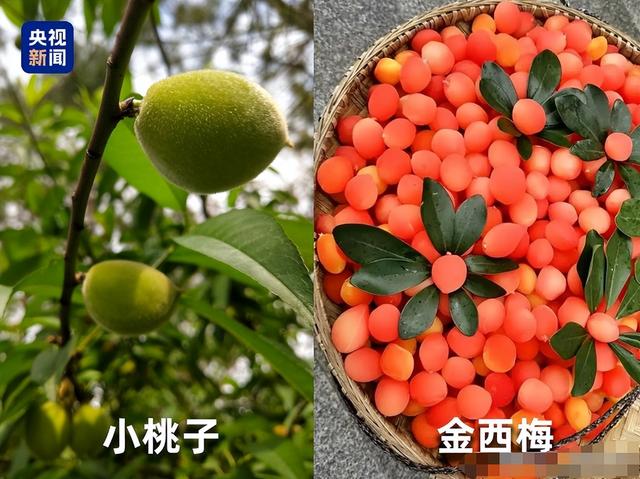 水果也暴雷！央视曝光“水果骗局”，满满添加剂！怪不得身体不好