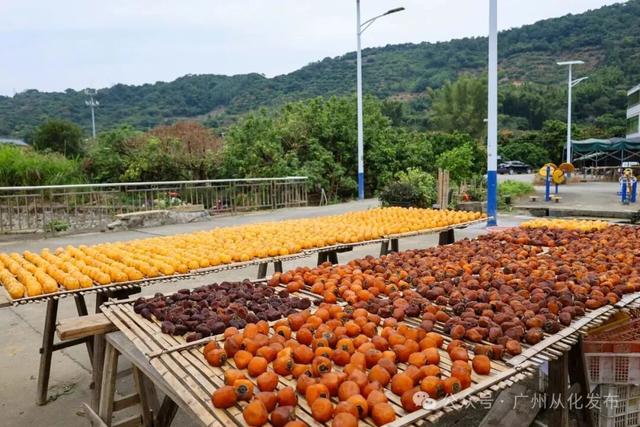 红透山野！从化密石村鸡心柿正当时，解锁“赏柿+住宿+畅行”秋日慢生活