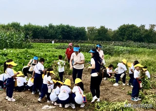 赏秋景、品秋味……来河北永年邂逅秋天里的童话