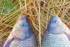 夜钓饵料排行榜前十，究竟哪款才是最受鱼儿欢迎的？图片