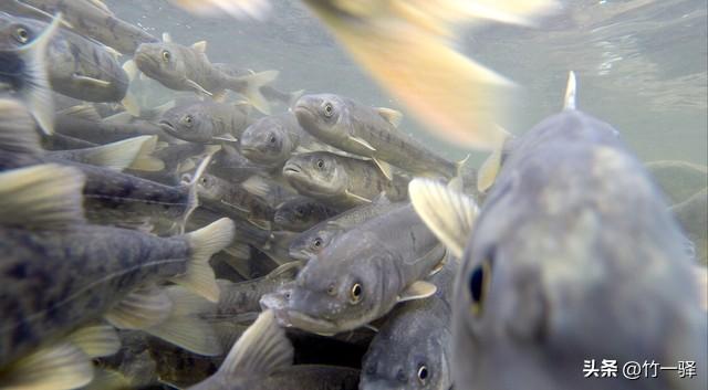 青海布哈河湿地：青海湖的母亲河