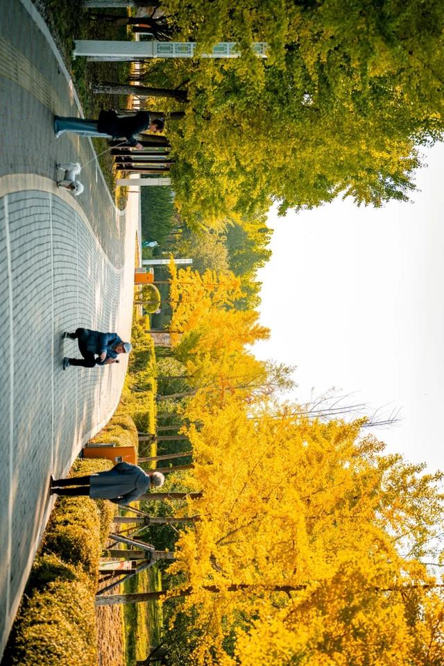 生态城的秋天，已经美得不像样了