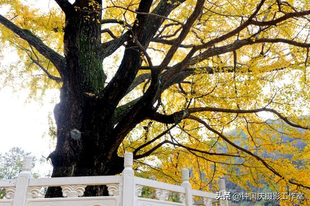 湖北钟祥：千年银杏披金甲 游客沉醉秋意浓