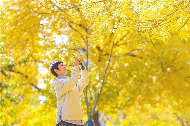 杉色醉人！青岛世博园水杉林迎来最佳观赏期