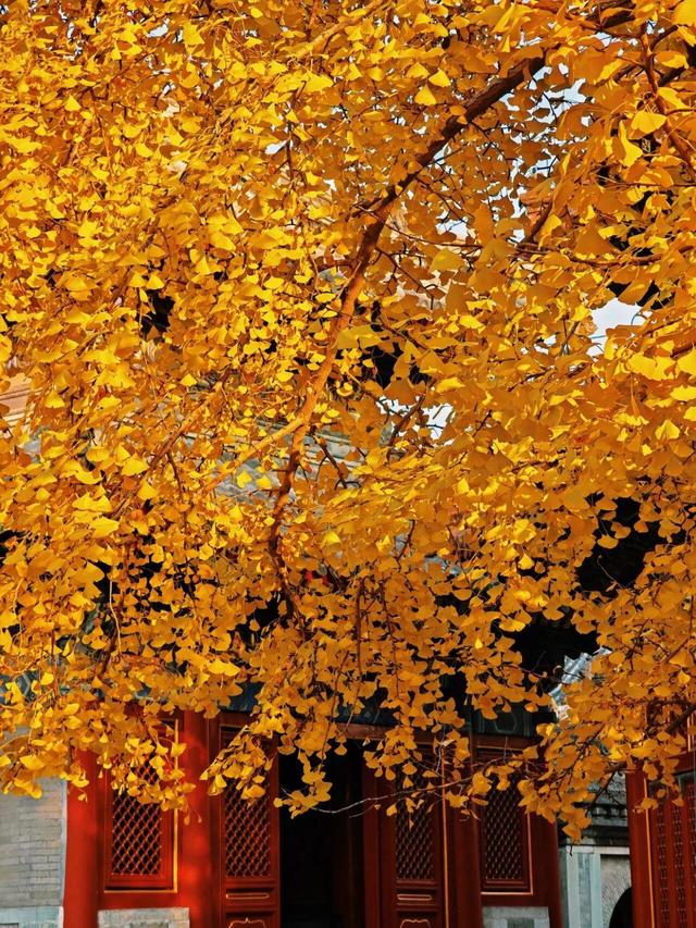 出片率100%！是时候来“京西小故宫”，邂逅一抹银杏黄