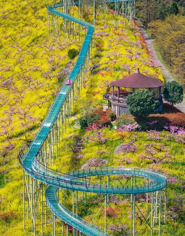 不是婺源，比婺源还美十倍！4000亩桃花美过日本，居然还能遛娃！