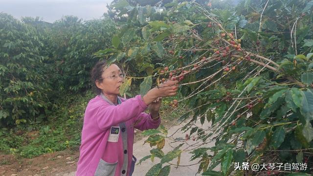 房车自驾新寨咖啡村满村咖啡香飘出致富路，却难寻一席之地停车！