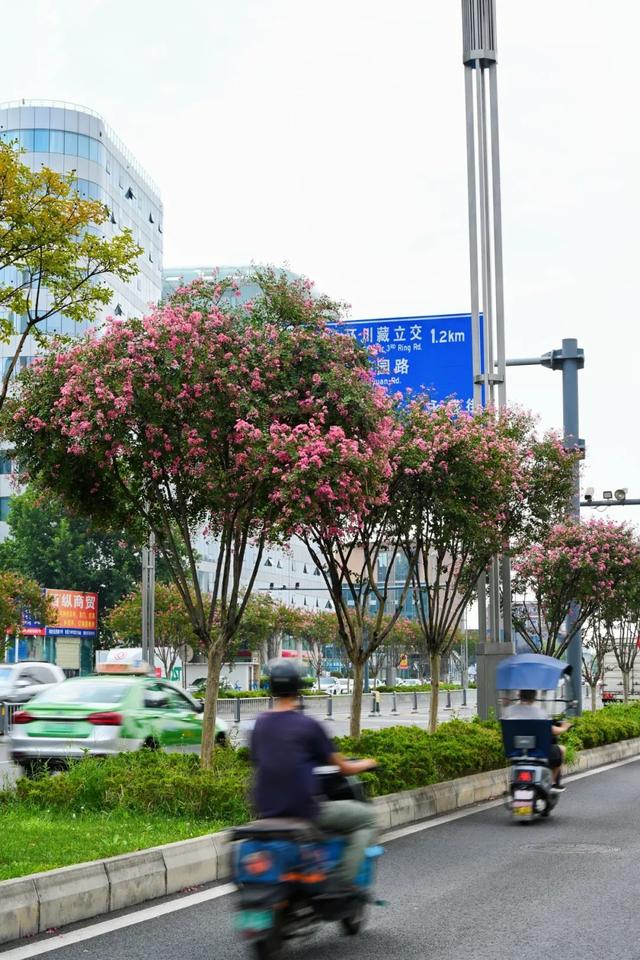 紫薇映夏，探寻武侯街头绽放的诗意