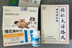 博美狗狗神经炎，发病到康fu全过程图片