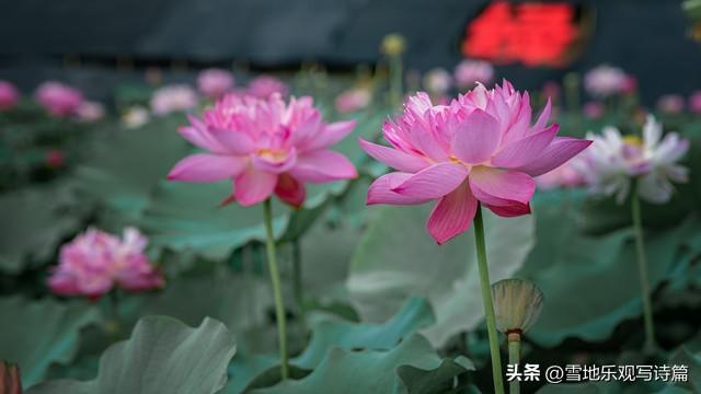 亥猪留意了！6号叩开你大门的不是贵人，而是你的后半生