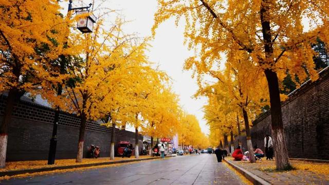 曲阜半壁街的银杏，把千年时光染成了金色
