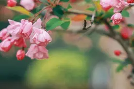 千余株海棠与你相约图片