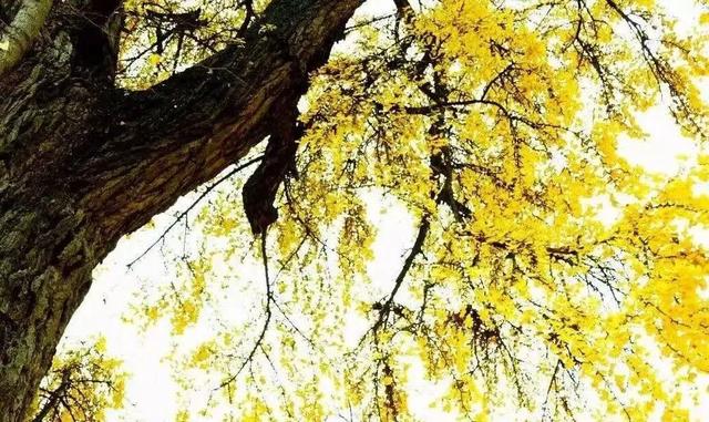 初冬赴高桥：山水藏诗 古迹含情