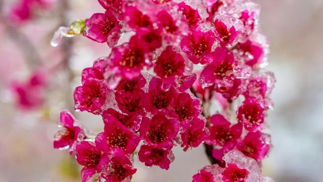 即！将！开！园！明月山花海原居赏樱攻略来啦！