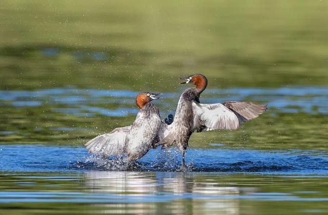 当水杉红遇上元旦红，这个假期来湘湖点亮新年希望~