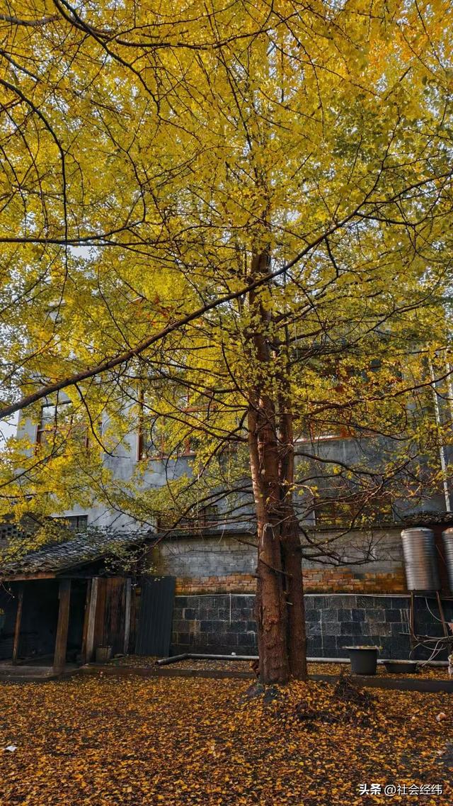 金色童话！腾冲千年银杏村，巷陌皆染秋光醉