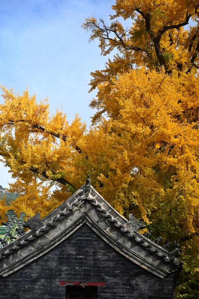 济南的这些千年银杏树美得正当时，最后“黄金期”快去打卡！